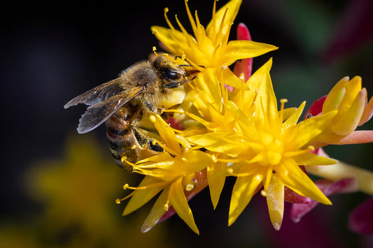 3 Tips to Increase Biodiversity in Your Garden