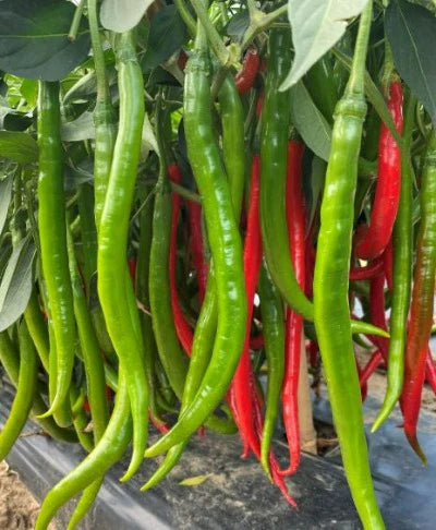 Seedling: Sichuan Er Jing Tiao Peppers