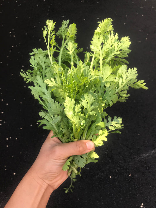 Seedling: Shungiku (Chrysanthemum Greens)