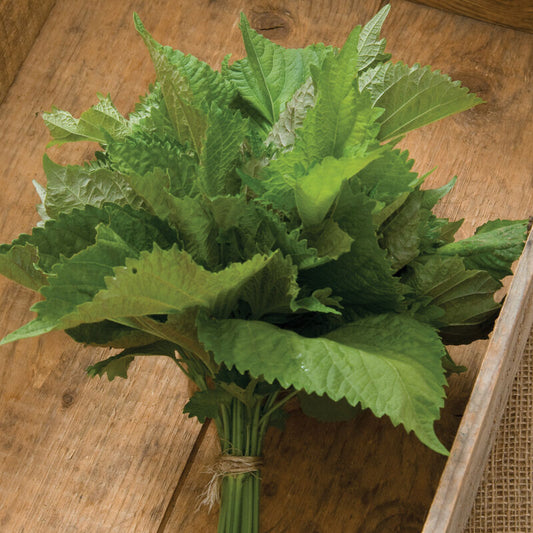 Seedling: Shiso