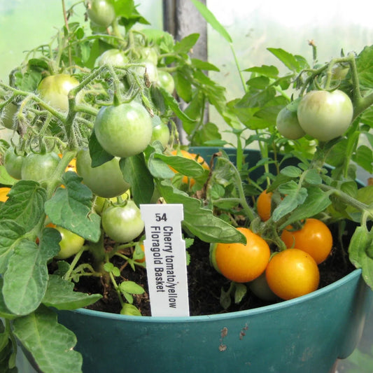 Seedling: Dwarf Floragold Tomato