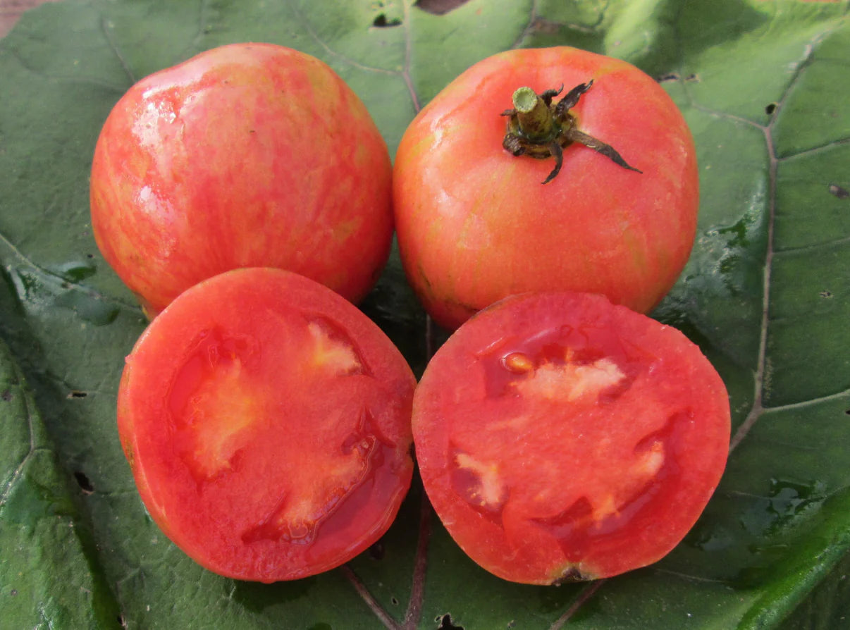 Seedling: Pink Furry Boar Tomato