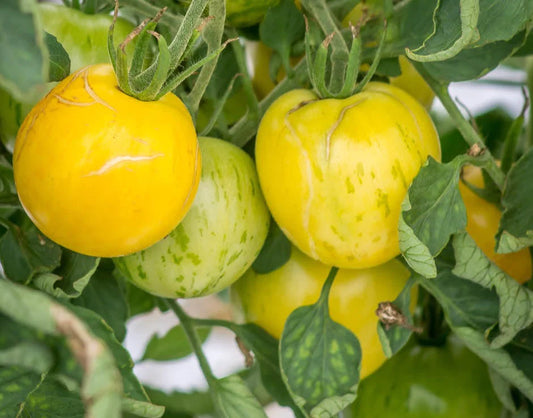 Seedling: Blonde Boar Tomato