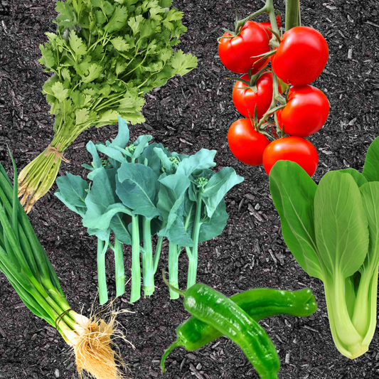 Collage of 6 veggies on a biochar background with cilantro, tomato, gai lan, bok choy, green onions and shishito peppers