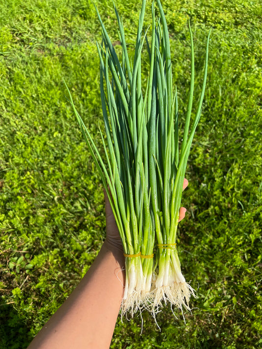 Seedling: Green Onion