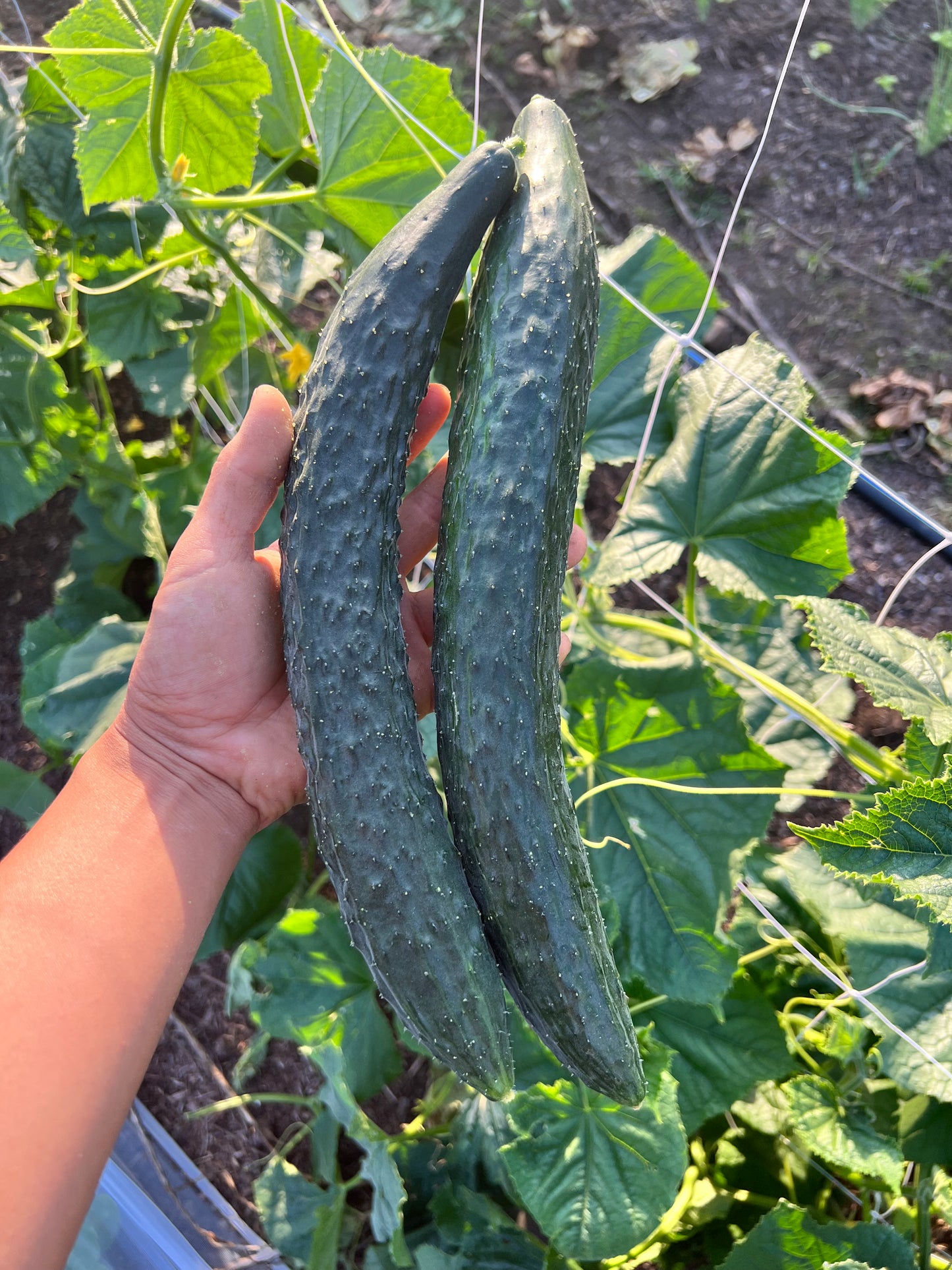 Seedling: Suyo Long Cucumber