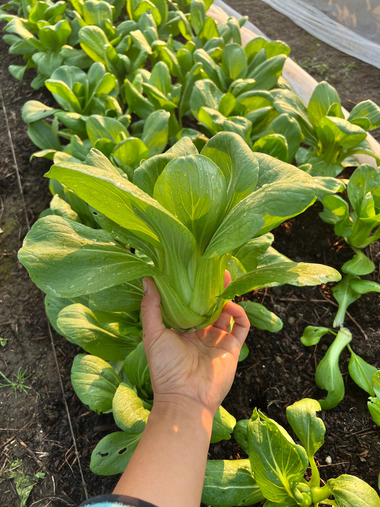 Seedling: Bok choy